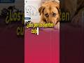 ¿Tu Perro Siente Culpa? La Ciencia Tiene La Respuesta 🐶#perros #conocimiento #curiosidades