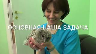 Видео Отчёт 2019. Помощь, спасение, реабилитация и реинтродукция диких животных центром "Сирин" (автор: Центр реабилитации диких животных "Сирин")