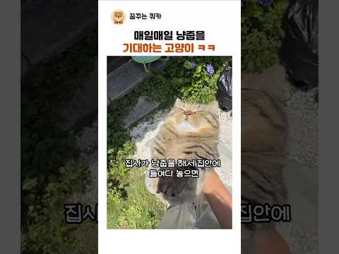 매일 냥줍을 기대하는 고양이 ㅋㅋ thumbnail