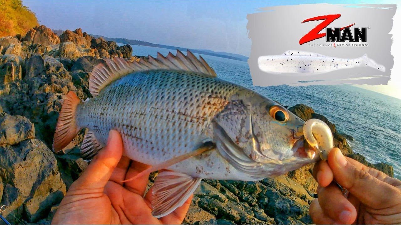 Fishing with Zman Soft Plastic for Snapper & GT. 