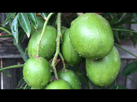 Applying Fish Fertilizer to Fruit Trees