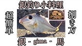 直立する魚 銀色に輝く色違いのカワハギのさばき方 ギマ Youtube 直立する魚 銀色に輝く色違いのカワハギのさばき方 ギマ Youtube
