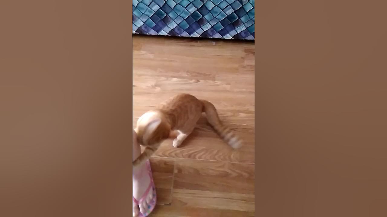 Как выглядит кот кузя