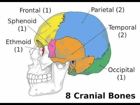 Video: Da dove viene il condrocranio?