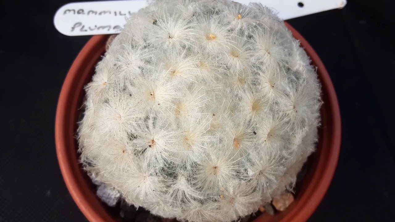 ABC początkującego kaktusiarza | sukulent a kaktus-różnica | ciernie czy kolce | Czy kaktusy kwitną?