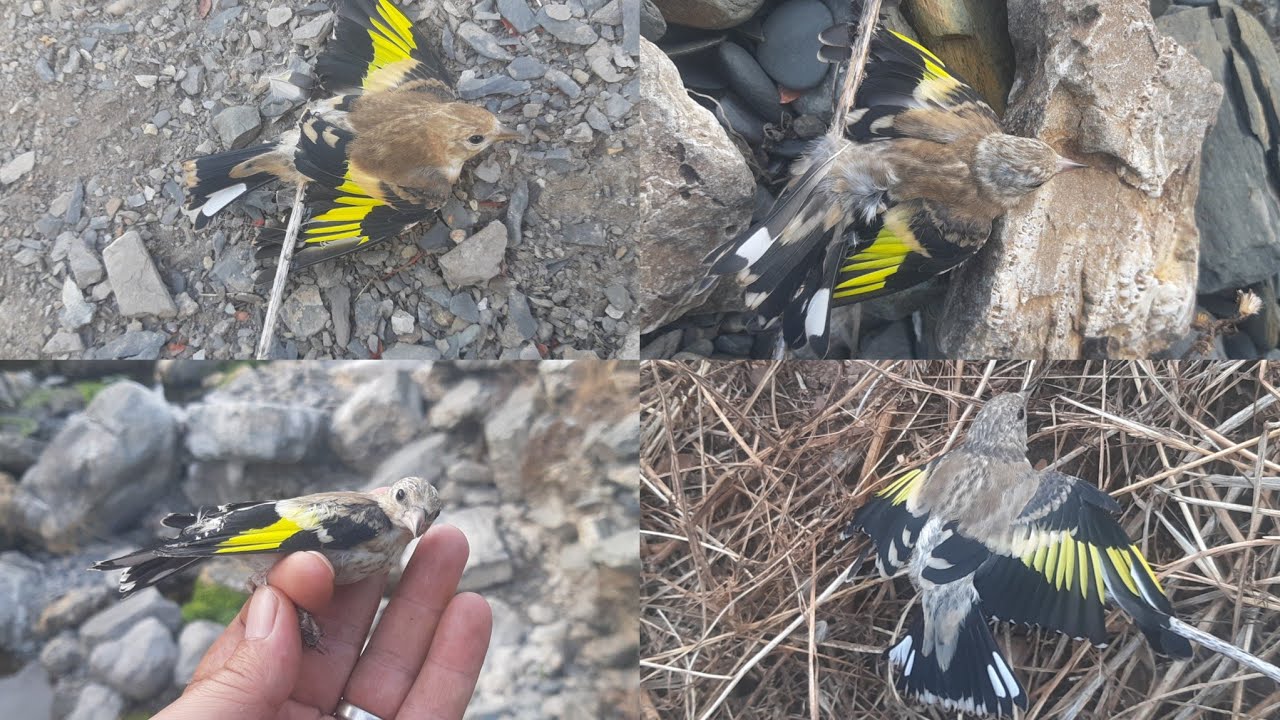 صيد بكمية كبيرة فرخ  طائر الحسون في البرية بطريقة بدائية جميل جدا 2025