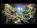 Construction d'un vivarium pour Basilic vert (Basiliscus plumifrons) - Timelapse