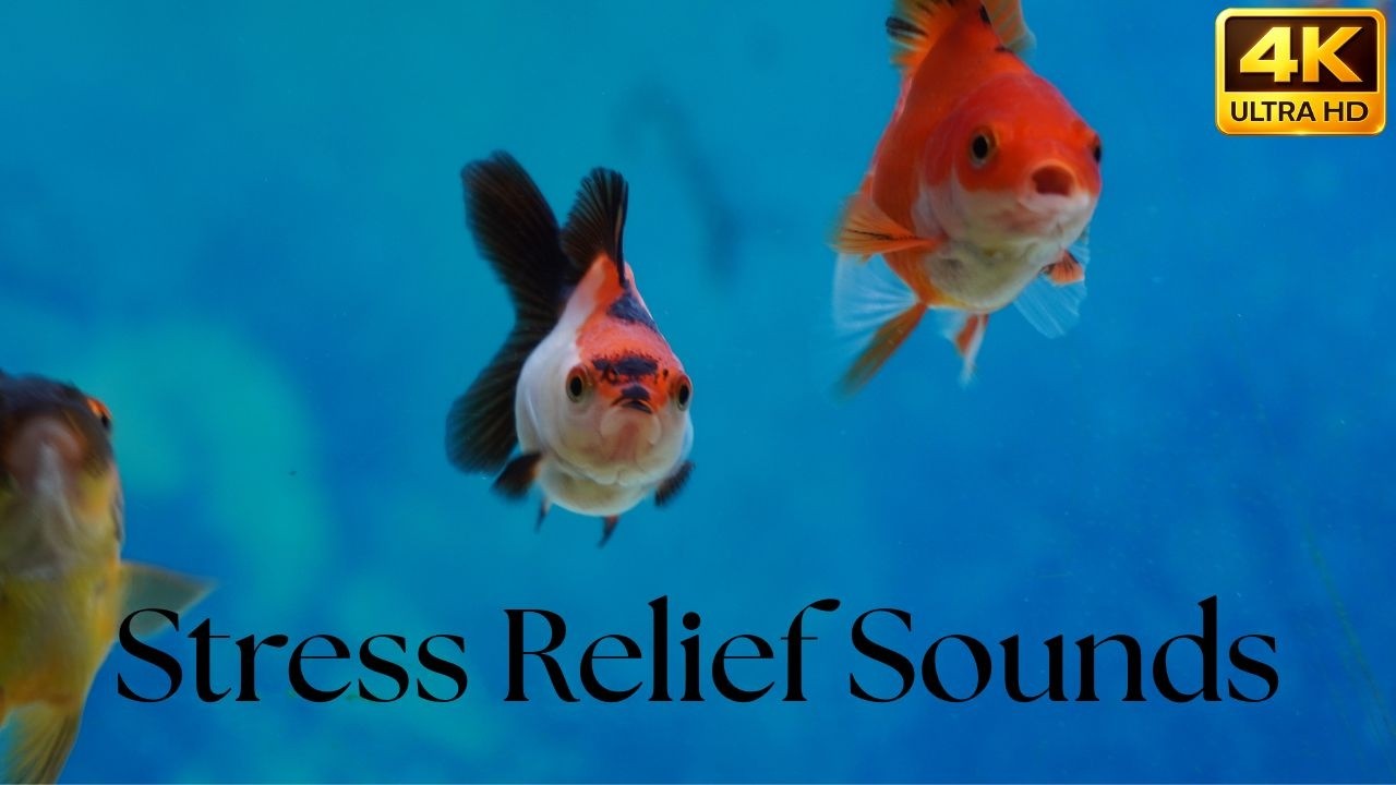 Calm Goldfish Aquarium Stress Relief Sounds - YouTube