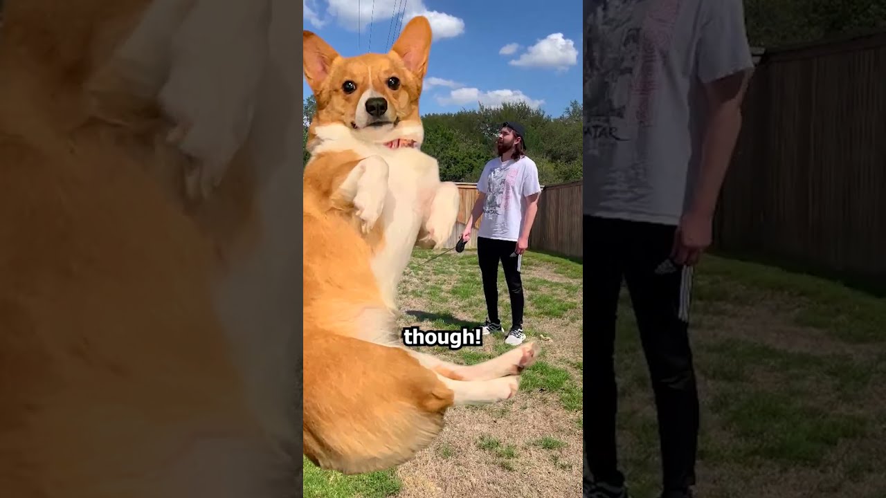 What It's Like To Have A Puppy part 5