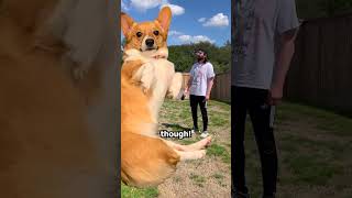 Famous What It's Like To Have A Puppy part 5 Profile