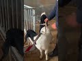 Baby goats playing together are so cute#16