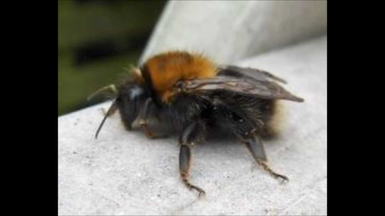 Svend S. Schultz: „Udsyn mod aften" Dir. Ole Irenæus Wierød