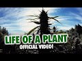 MendoDope - Life Of A Plant (Official Video)