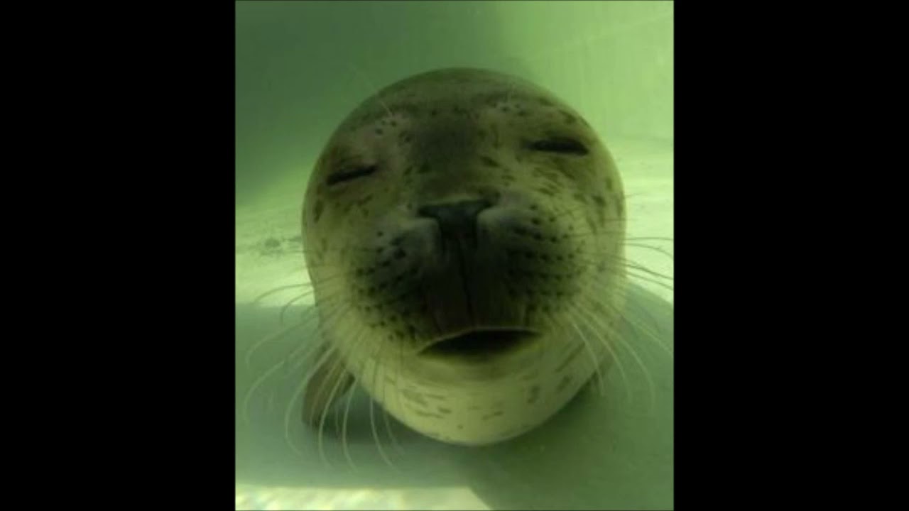 Self - Placing the Blame (Old School Version)