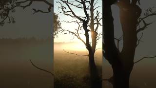 Natural Forest Background Music #freemusic #copyrightfree #backgroundmusic
Natural Forest Background Music #freemusic #copyrightfree #backgroundmusic Natural Forest Background Music #freemusic #copyrightfree #backgroundmusic