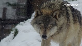 枝が気になるオオカミ兄弟~Wolf Pack