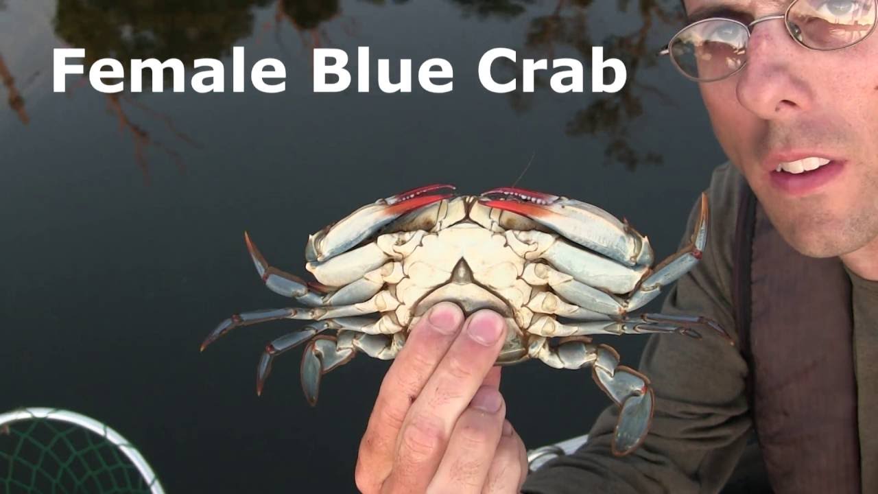 blue crab male vs female