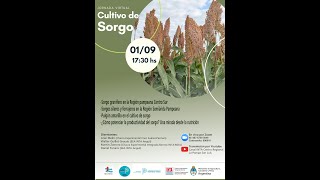 Cultivo de sorgo
