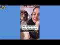 Hilarious Funny Dog Compilation| Cutest and Funniest Dogs Ever! Compilation #104 | Pet Comedia