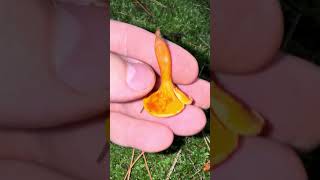 Falscher Pfifferling/ Orangegelber Gabelblättling- Hygrophoropsis aurantiaca #mushroom #forest