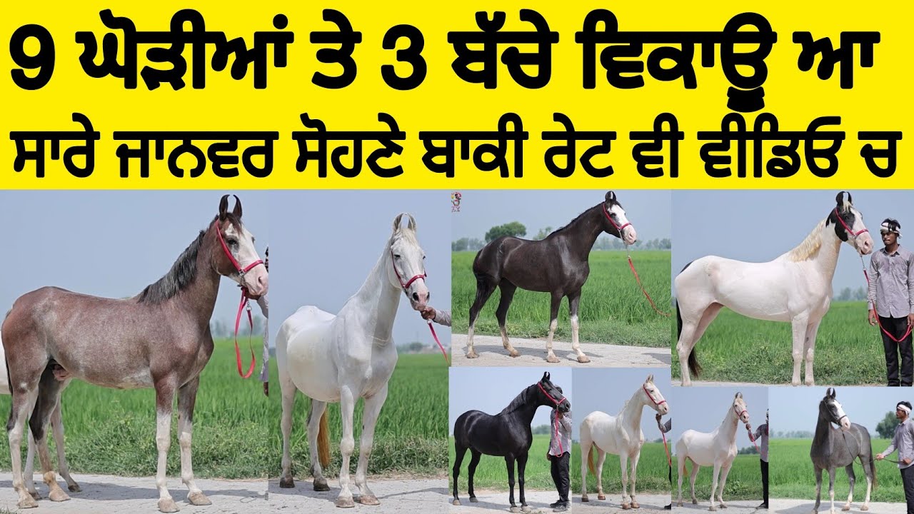 9 ਘੋੜੀਆਂ ਤੇ 3 ਬੱਚੇ ਵਿਕਾਊ ਆ • ਸਾਰੇ ਜਾਨਵਰ ਸੋਹਣੇ ਬਾਕੀ ਰੇਟ ਵੀ ਵੀਡਿਓ ਚ