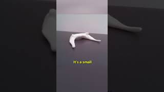 The Unique Bone That Stands Alone