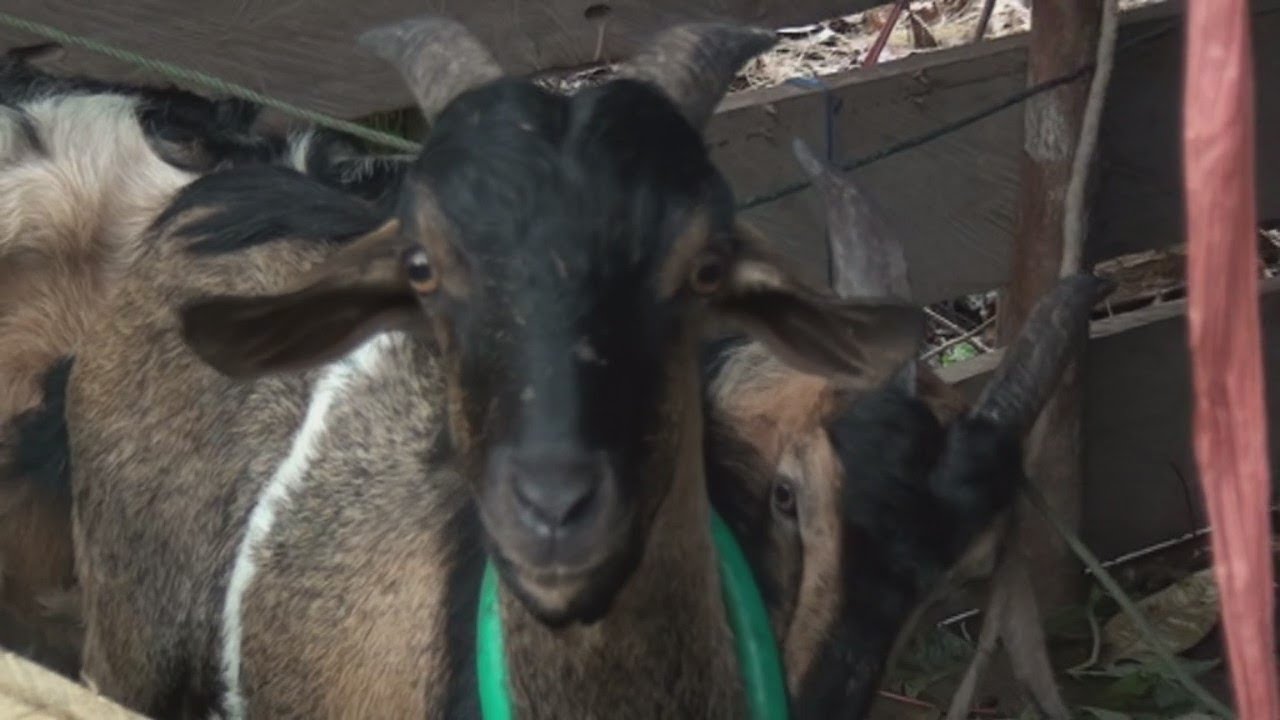 Kambing untuk AQIQAH - TASMIYAH 