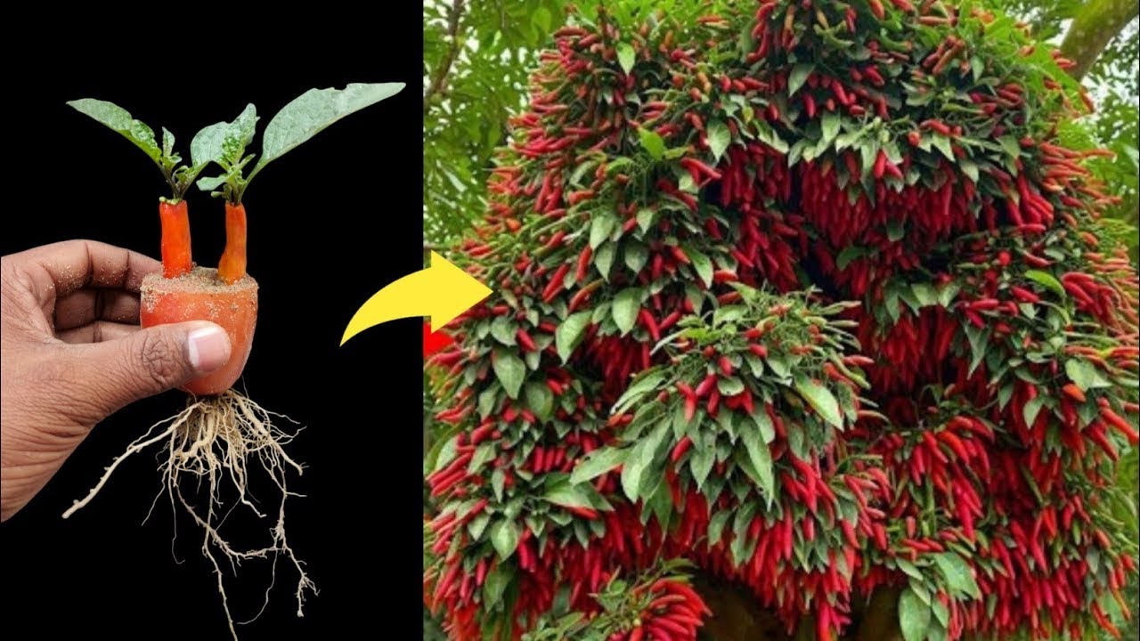 🌿How to grow chili tree at home 