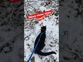 Onyx’s first snow a few years ago.  Panther snow cat meow! #winter #snow #weather #cat #catinsnow