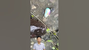 Cá lóc con cứu mẹ #docla #fishing #conca