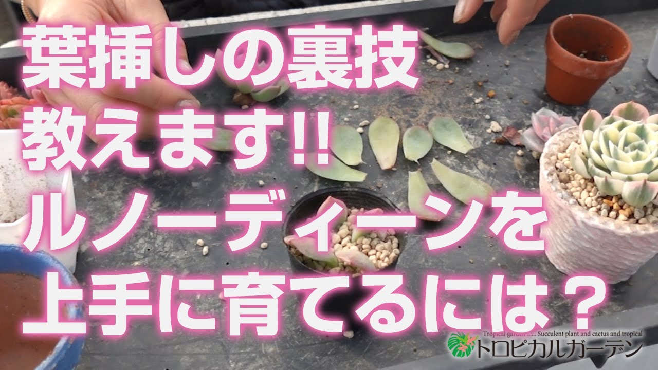 2024.01.05【Succulents】Leaf Propagation Tips!! How to Grow