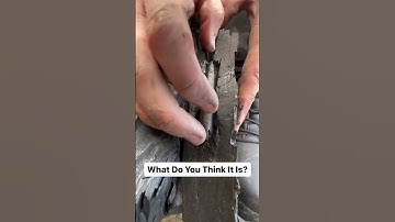 What have we found? #fossil  #rock  #viral  #geology #shorts