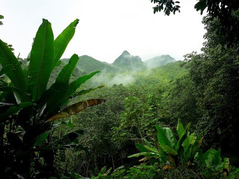Una Mirada a El Yunque | Ensayo Fotográfico
