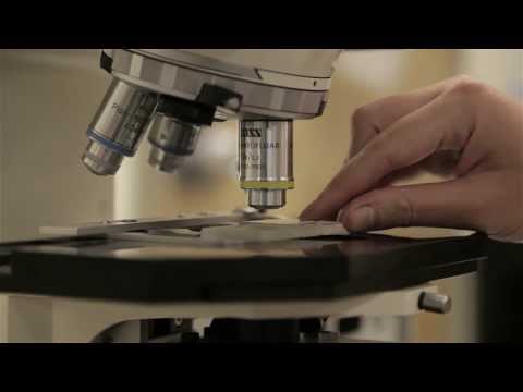 Video: Пиондордогу порошок көгөрүүнүн себептери жана дарылоо ыкмалары