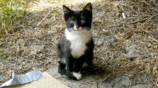 Kitten Does NOT Want to Move