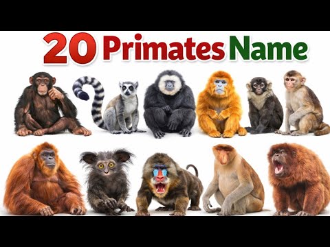 20 Primates Name in English | Monkey & Ape Names for Kids - YouTube