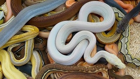 Albino Super Motley Titanium Snakes DEFINITELY WORTH THE WAIT!