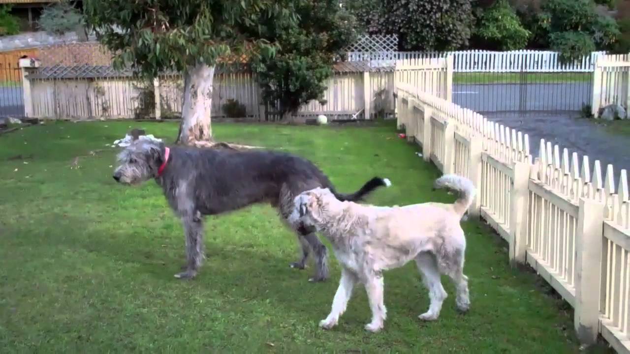 irish wolfhound schnauzer