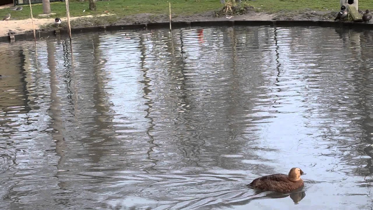 Bassin Canards Et Limicoles Youtube