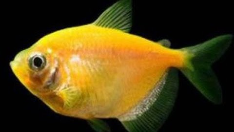 Cách phân biệt cá cánh buồm trống,mái.