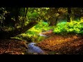 Sound of flowing water  nature of the forest  relax music for meditation sleep spa and yoga