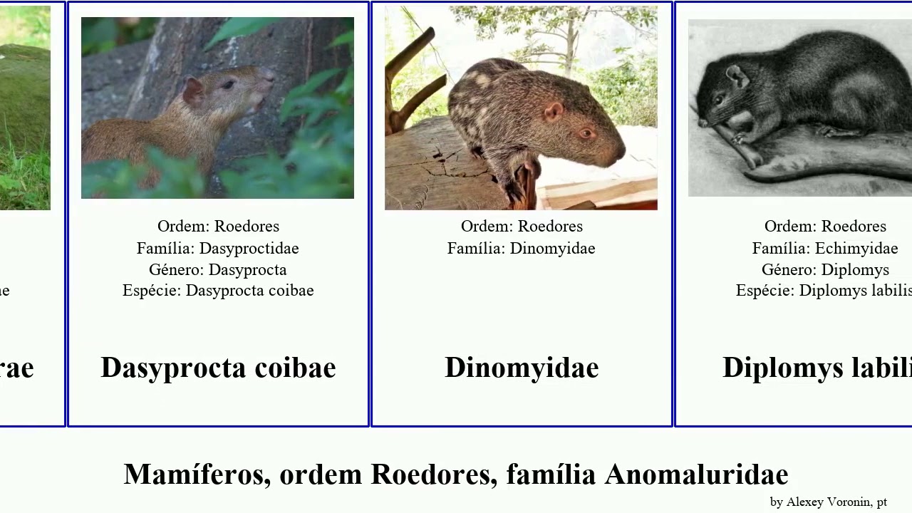 Mamíferos, ordem Roedores, família Anomaluridae dasyprocta coendou spalax geomys hystrix thomomys