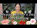 Potting up 5 Unique Hoyas in a Soilless Mix | Easy Hoya Care Tips