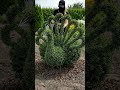 How To Build A Peacock Topiary