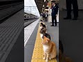 【衝撃】猫の通勤ラッシュ…駅員さんも困惑🐱🐱🚃 #cat #station #train #funny #japan @chiero_piero
