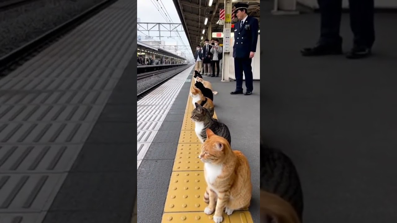 【衝撃】猫の通勤ラッシュ…駅員さんも困惑🐱🐱🚃 #cat #station #train #funny #japan @chiero_piero