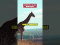 GIRAFFES Have 18-INCH BLACK Tongues 🦒 #Shorts #DidYouKnow #MindBlown #fypシ #viral #animals #wildlife