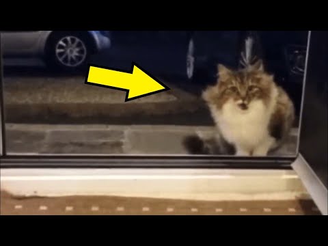 Video: Vyrastú mačiatka zo syčania?