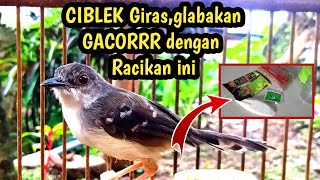 Cara Gacorkan CIBLEK Giras,glabakan dengan Racikan jitu