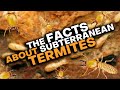 Subterranean Termites: What You Need To Know!